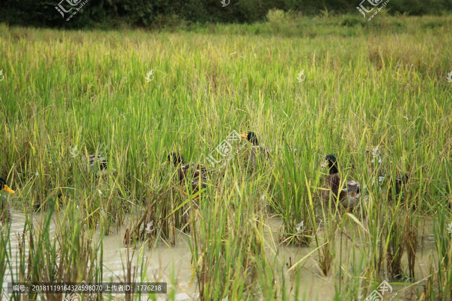 散养鸭子在稻田里