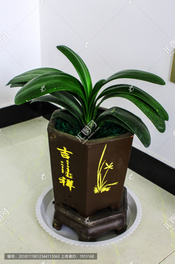 绿色植物盆栽