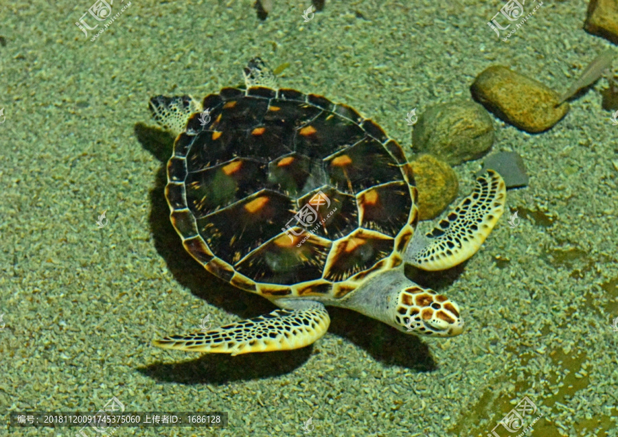 海底大海龟