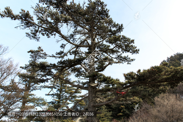 陕西华山华山松