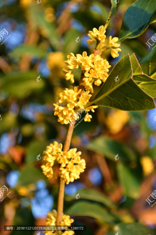 桂花花枝