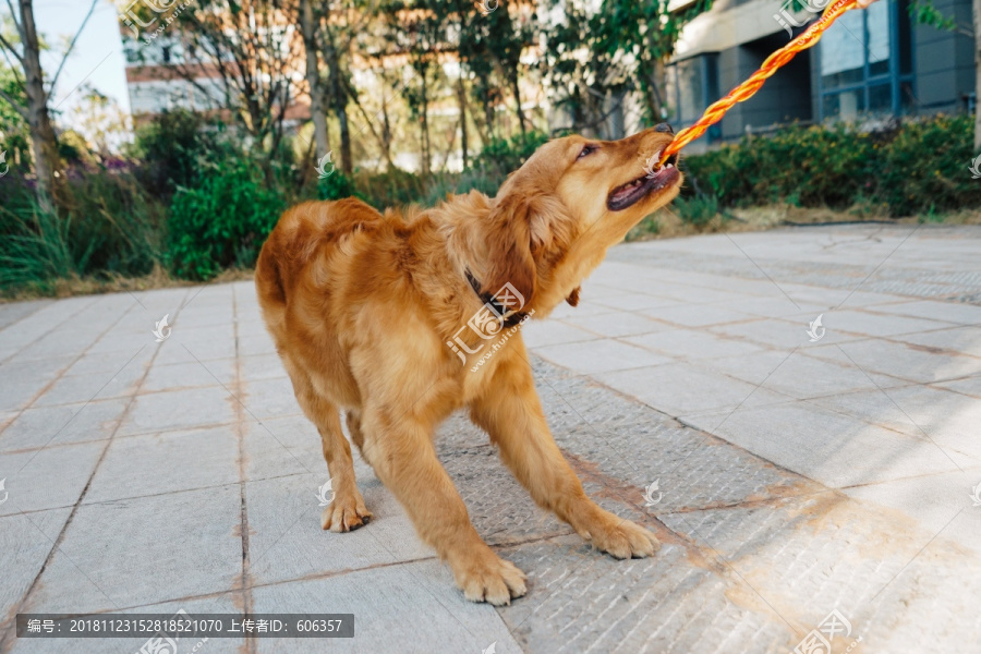 金毛猎犬