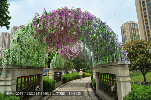 紫藤花拱门