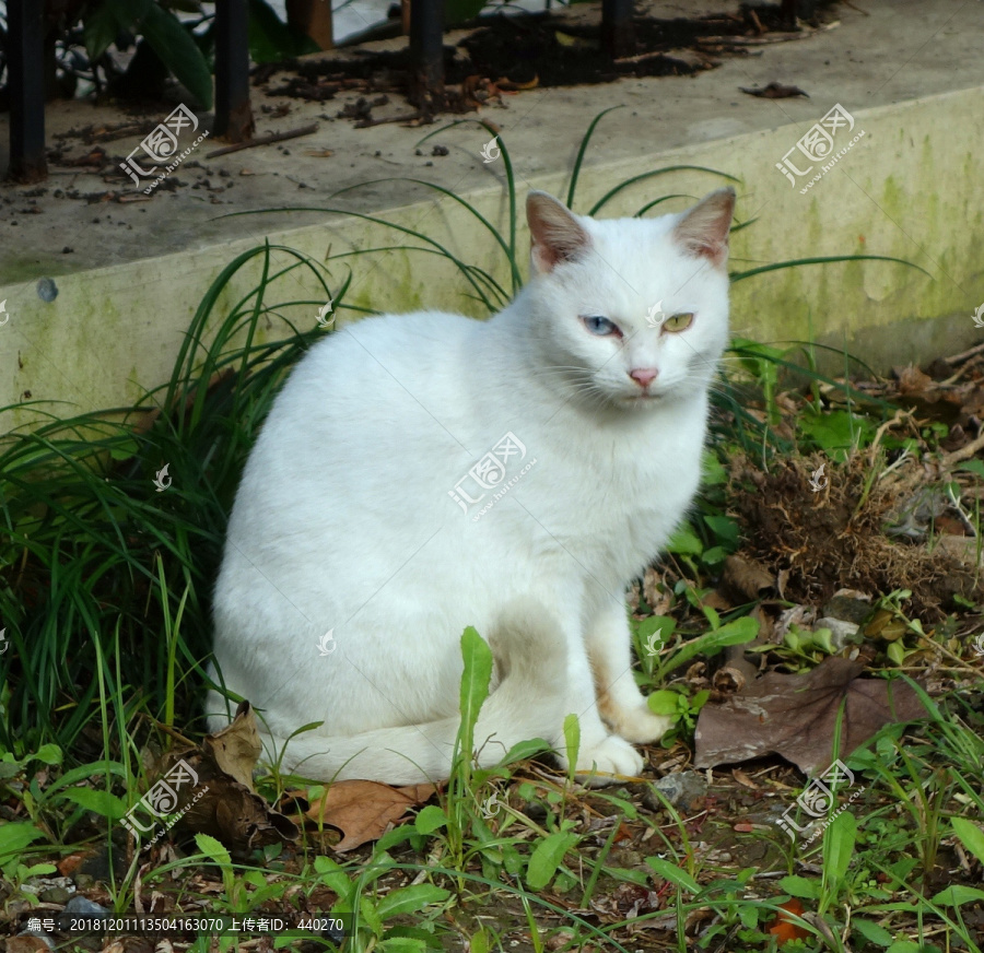鸳鸯眼白猫