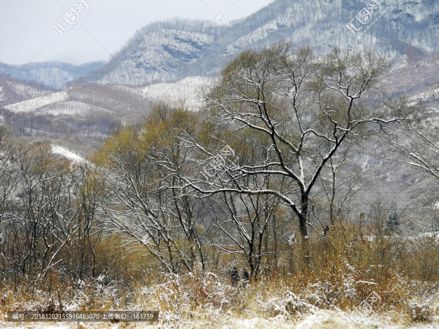 妖娆雪后树