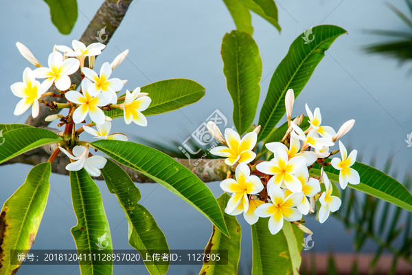 鸡蛋花