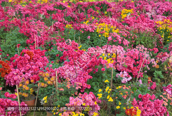 菊花盆栽