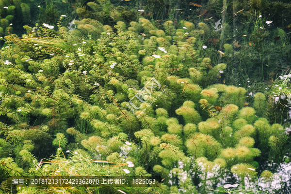 重庆九凤山九凤瑶池水景植物