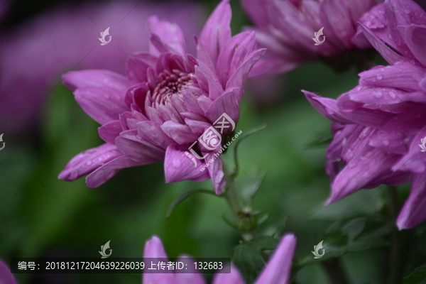 西湖菊花