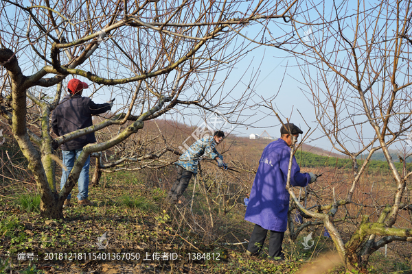 桃树剪枝