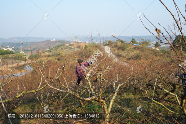 桃树剪枝