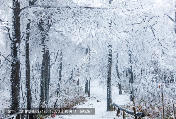 树林雪景