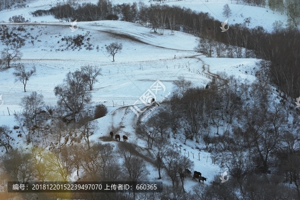 坝上马群