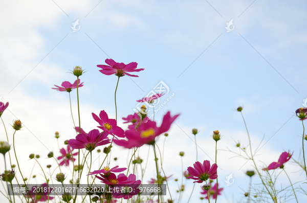 格桑花