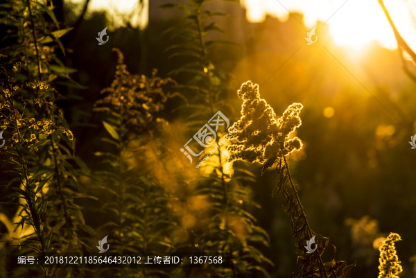 意境黄昏