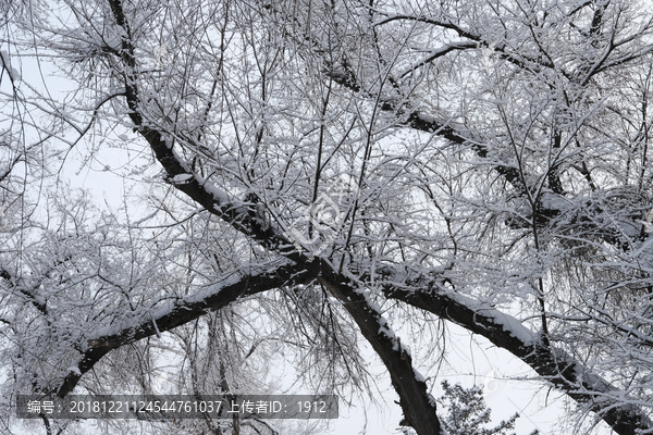 雪林