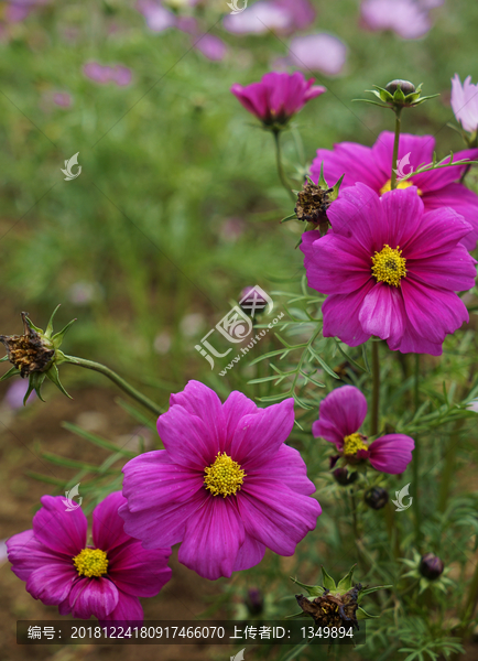 格桑花