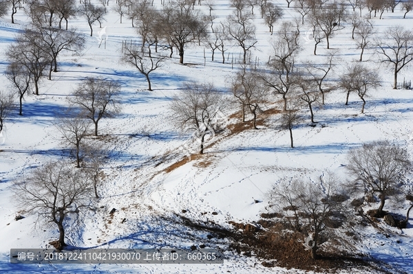 雪地丛林