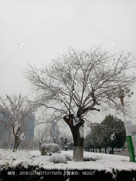 冬季国槐树
