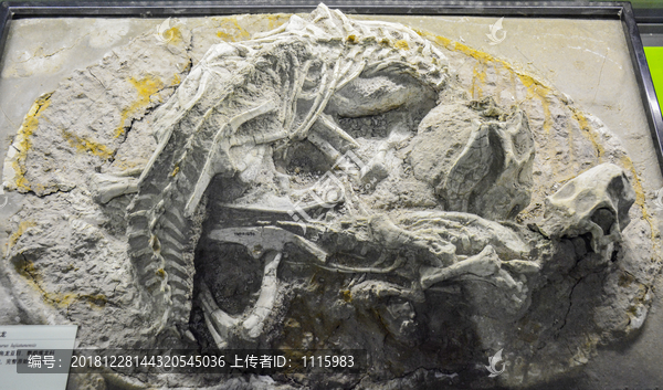陆家屯鹦鹉嘴龙化石