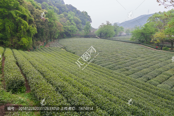 杭州西湖龙井茶园