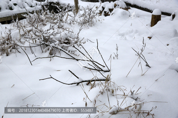 雪地小草