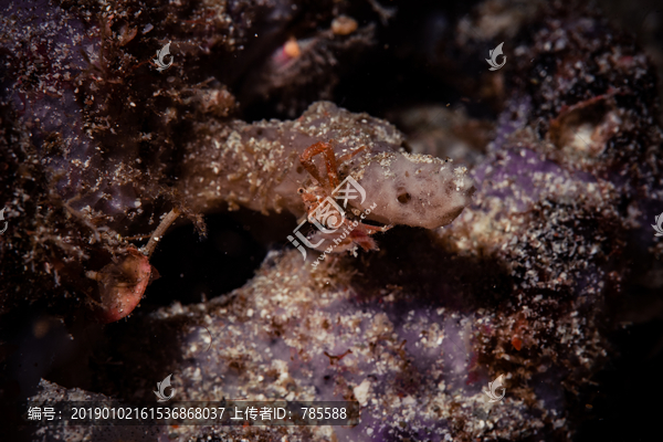 深海蟹