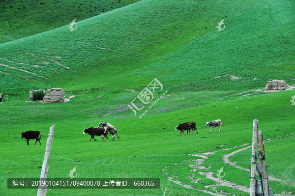 新疆草场牛群