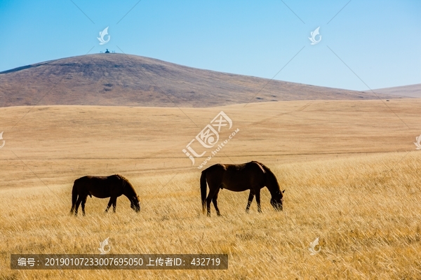 秋季草原吃草的马