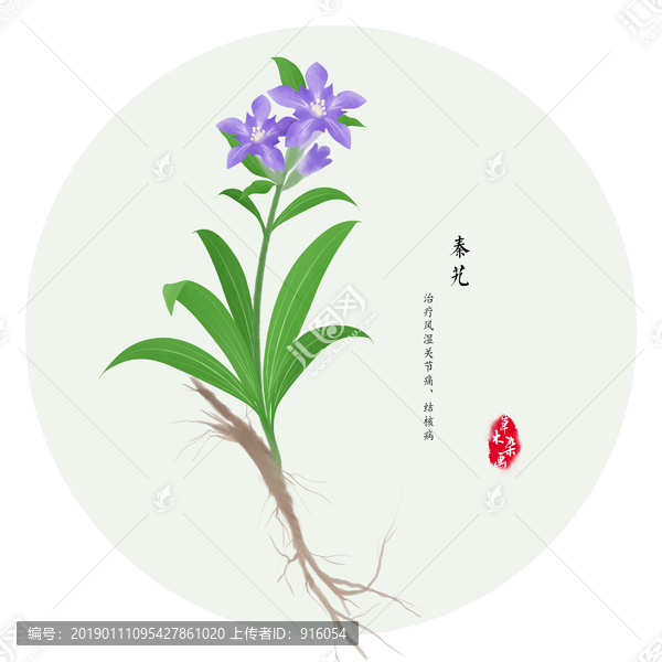 手绘秦艽