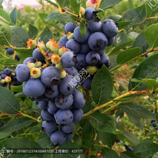 成熟的蓝莓果