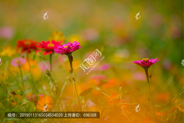 百日菊
