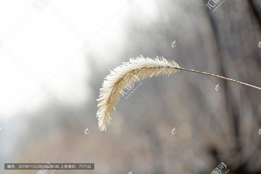 霜打狗尾草