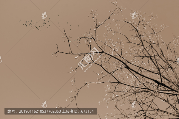 花鸟图