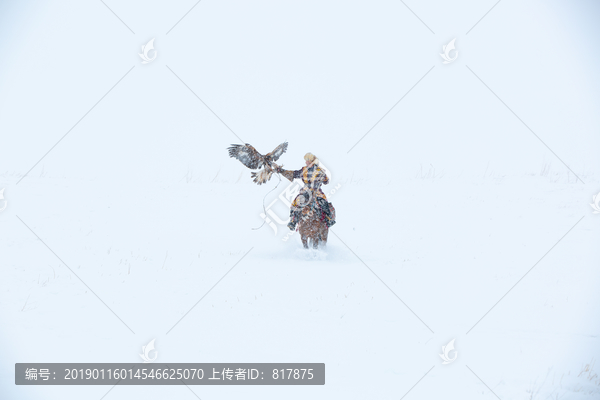 哈萨克猎鹰