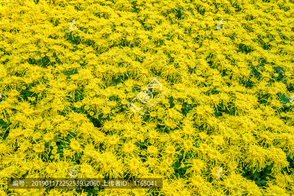 菊花背景墙