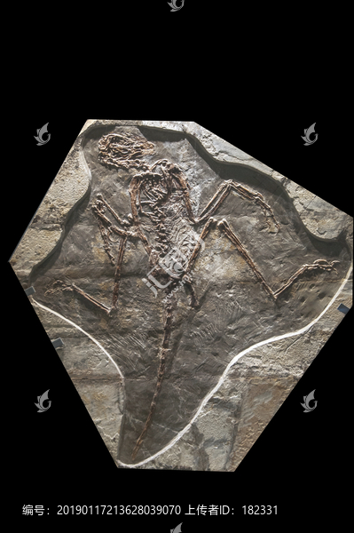 千禧中国鸟龙化石