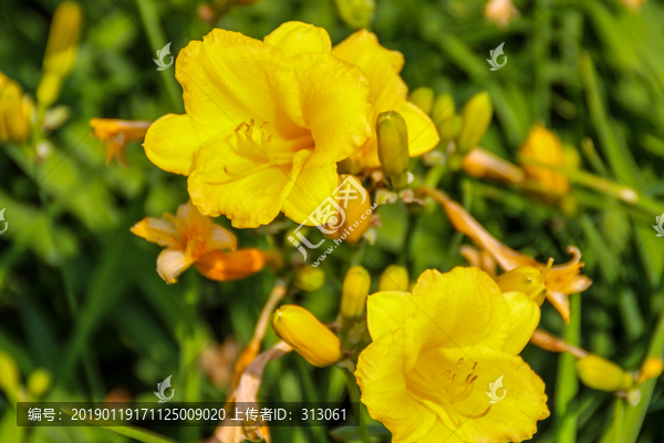 黄花菜