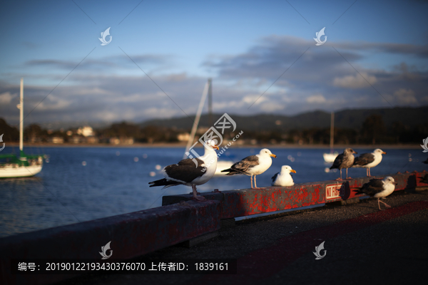 海边蒙特雷湾那些萌萌的海鸥