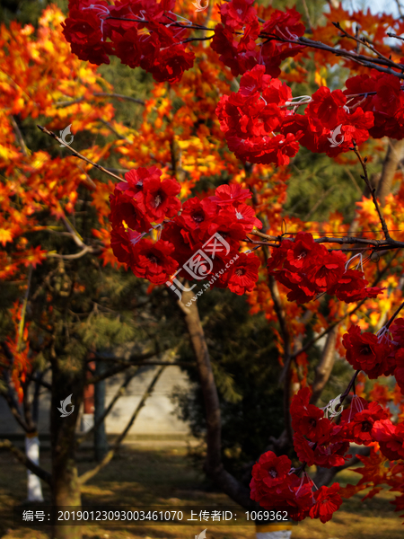 秋日红花