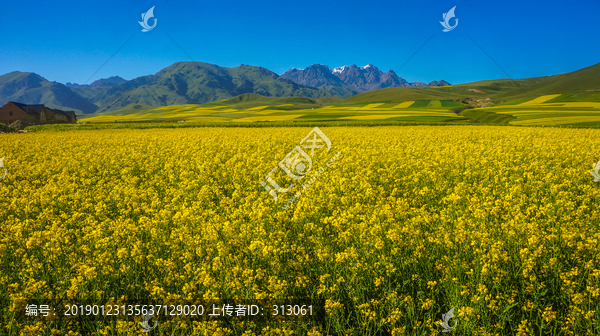 祁连山油菜花