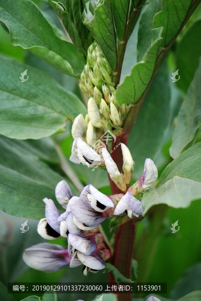 胡豆开花