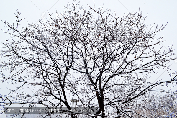 雪压枝头