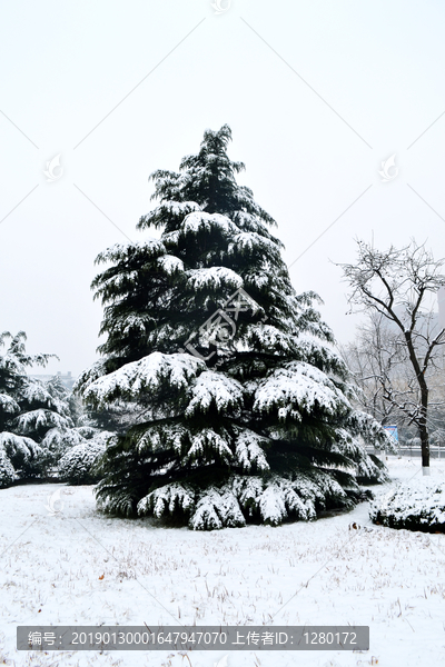 大雪压青松