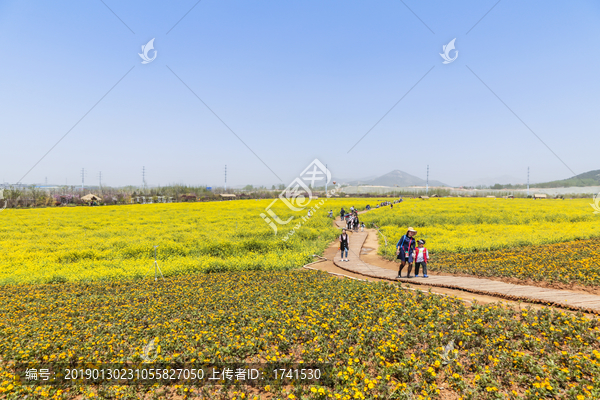 油菜花田