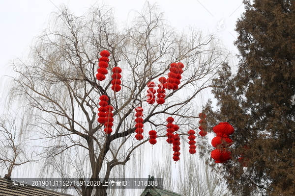 红灯笼挂满树