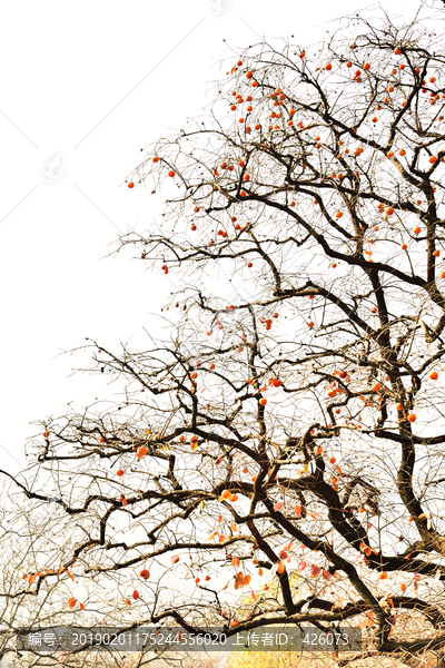 秋天山里的柿子树