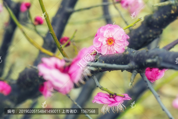 红梅花开