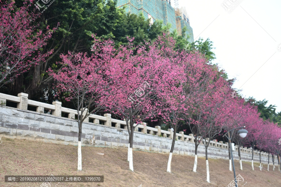 樱花树