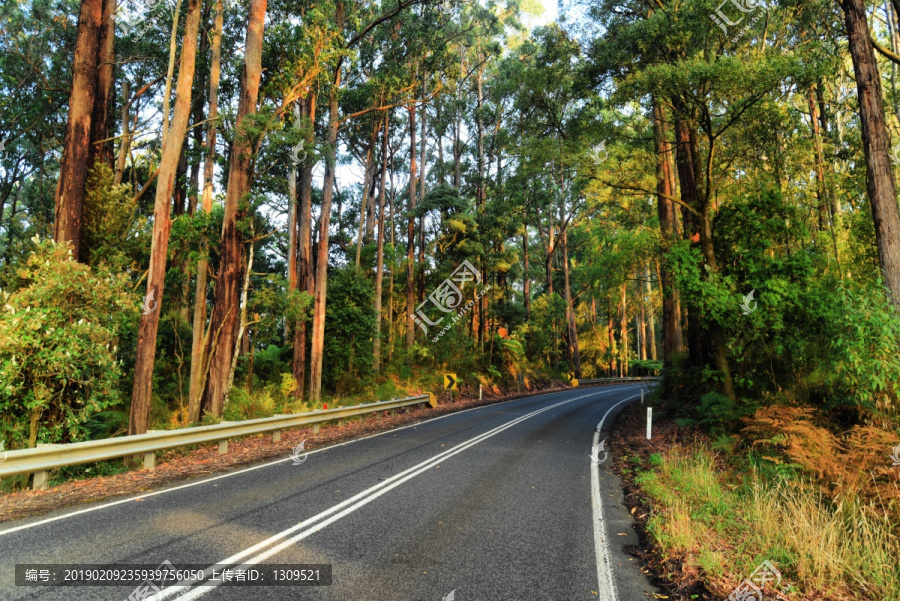 森林公路